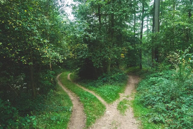 Pathways in a lush green forest with trees and foliage.
