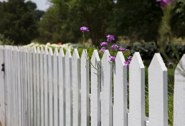 White picket fence with purple flowers and green trees in the background.